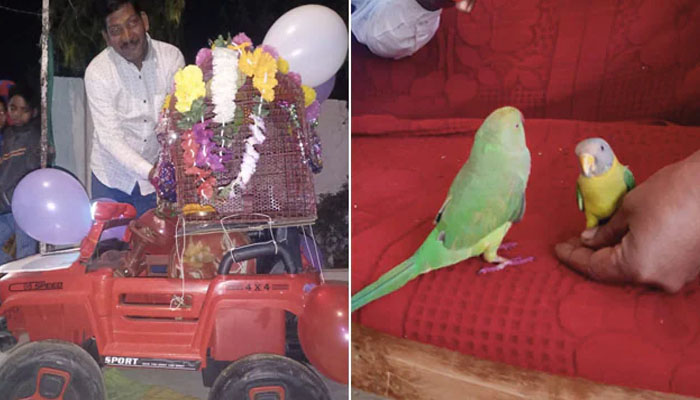 ہندو رسومات کے مطابق شادی سے قبل دونوں پرندوں کی کنڈلی بھی ملائی گئی/ فوٹو: بھارتی میڈیا