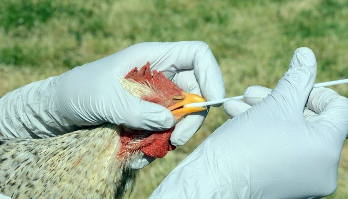 یہ وائرس پرندوں سے ممالیہ جانوروں تک پھیل گیا ہے جس سے خطرہ بڑھ گیا ہے/ فائل فوٹو
