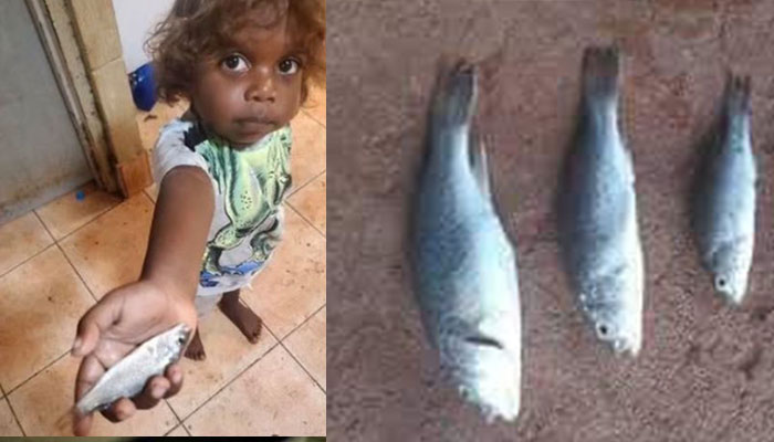 The live fish that fell from the sky were of small sizes which were caught by local children and put into water jars. Photo: Social Media