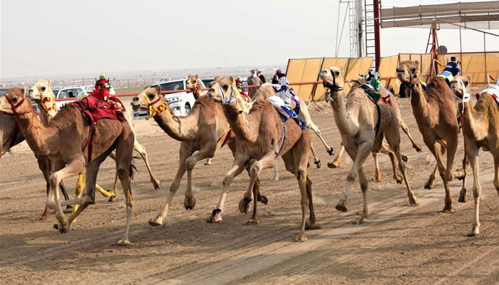 Camel owners from all over the world are taking part in the region's biggest prize money race / Photo Social Media