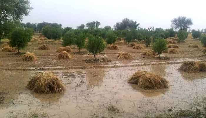 بارشوں سے گندم کی زیر کاشت 7 لاکھ 24 ہزار ایکڑ  سے زائد رقبے کونقصان ہوا، پنجاب میں گندم کے 4.3 فیصد خیبرپختونخوا میں 1.71 فیصدرقبے کانقصان ہوا— فوٹو: فائل