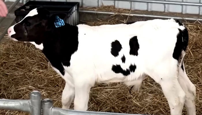 اس گائے کے بچے کا نام ہیپی رکھا گیا ہے: فوٹو رائٹرز