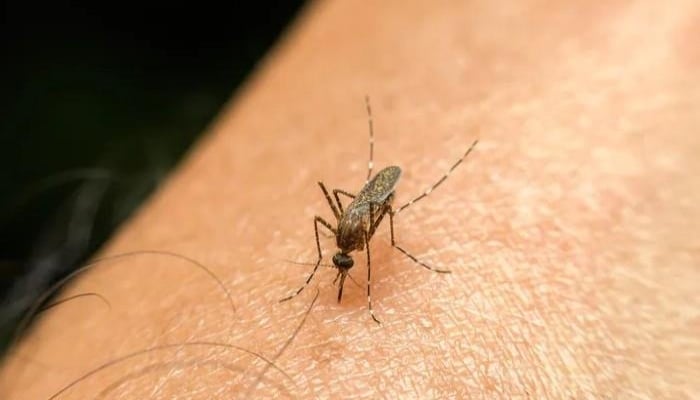 مچھر ہر سال لاکھوں اموات کا باعث بنتے ہیں / فائل فوٹو