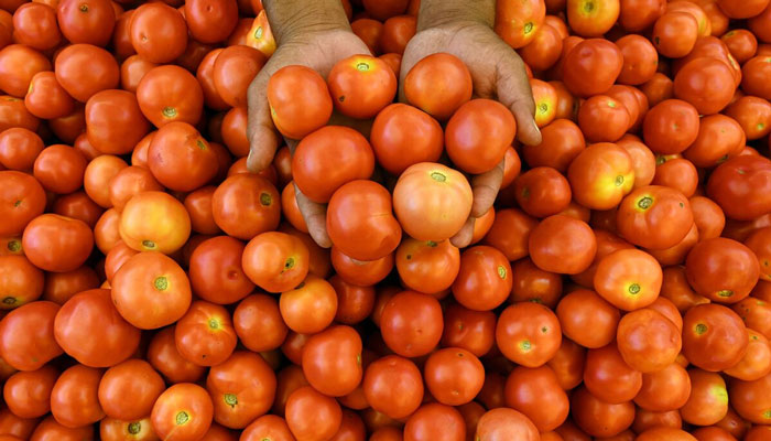 بھارت میں فی کلو ٹماٹر ایک لیٹر پیٹرول سے زیادہ مہنگے ہوگئے ہیں / فائل فوٹو
