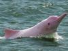 امریکا کے سمندر میں نایاب نسل کی گلابی ڈولفنز  نے لوگوں کو متوجہ کرلیا، ویڈیو وائرل