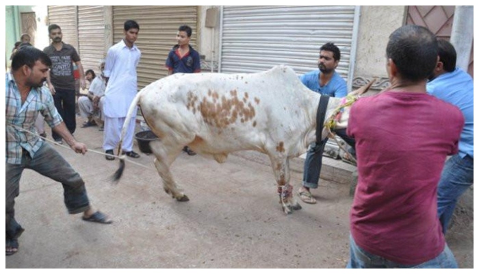 31فیصد پاکستانیوں نے مکمل گائے کی بجائےاجتماعی قربانی میں حصہ لینے کو ہی غنیمت جانا: سروے__فوٹو: فائل