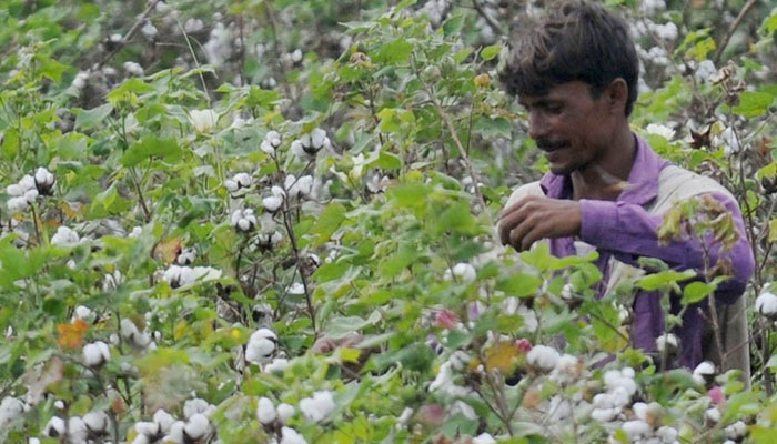 ضرر رساں کیڑوں کو تلف کرنے کیلئے 1400 اسپرے مشینیں بھی فراہم کی گئی ہیں: محکمہ زراعت پنجاب— فوٹو:فائل