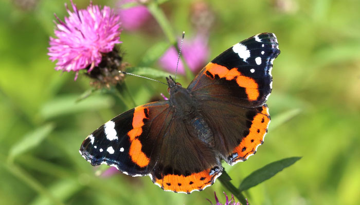 ریڈ ایڈمرل تتلی/ فائل فوٹو