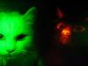 بلیوں میں رات کو جگمگانے کی صلاحیت ہوتی ہے، سائنسدانوں کا دعویٰ