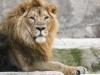 جنگلی جانور شیر سے زیادہ کس مخلوق سے ڈرتے ہیں؟ تحقیق میں انکشاف