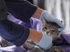 قبرص میں 8 ہزار سے زائد بلیوں کی موت کی وجہ بننے والی کورونا کی قسم برطانیہ پہنچ گئی