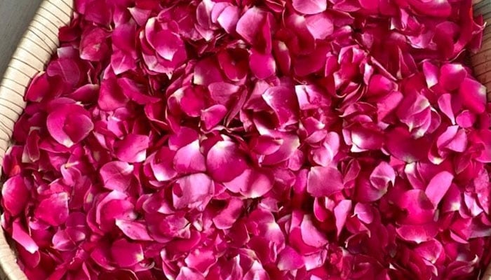 گلاب کا اگر جِلد پر استعمال کیا جائے تو اس سے جِلد تروتازہ اور شاداب لگتی ہے اور اگر اس کا عرق استعمال کیا جائے تو اس کے بھی بہت سے فوائد ہیں/ فائل فوٹو