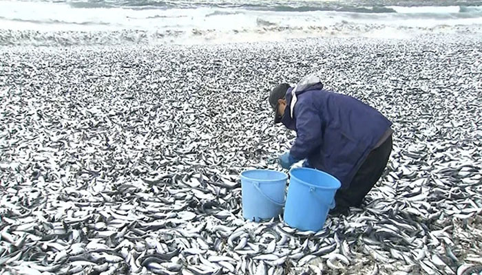 ہو سکتا ہے کہ مچھلیاں گہرے پانی میں جاتے وقت آکسیجن کی کمی کی وجہ سے مری ہوں : فشریز محققین/ فوٹو جاپانی میڈیا