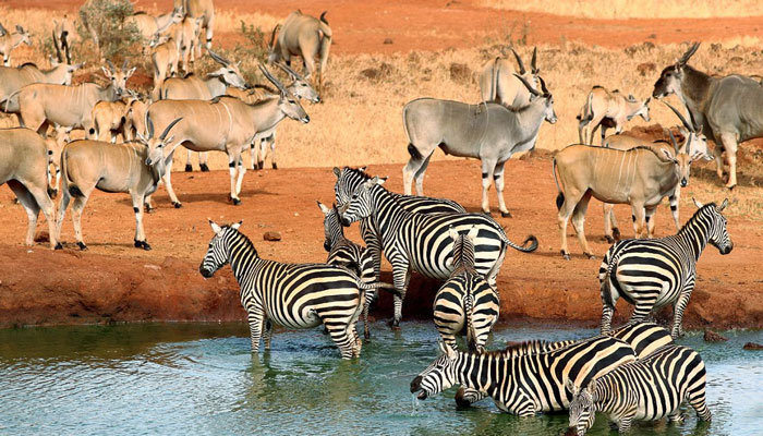 Tsavo National Park / فوٹو بشکریہ The Guardian Nigeria