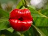'ہوکرز لپس'،  انسانی ہونٹوں کی طرح دکھنے والا خوبصورت پودا کہاں پایا جاتا ہے؟