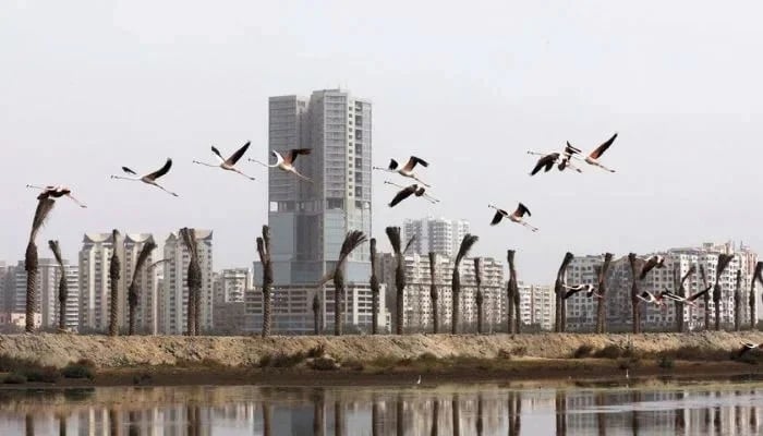کراچی میں ہجرت کرکے آنے والے پرندے / رائٹرز فوٹو