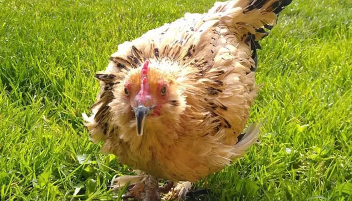 دنیا کی اس سب سے معمر ترین مرغی کا نام پینٹ ہے جو امریکی ریاست مشی گن میں رہنے والی خاتون مارسی پارکر کی پالتو تھی/ فوٹو سوشل میڈیا