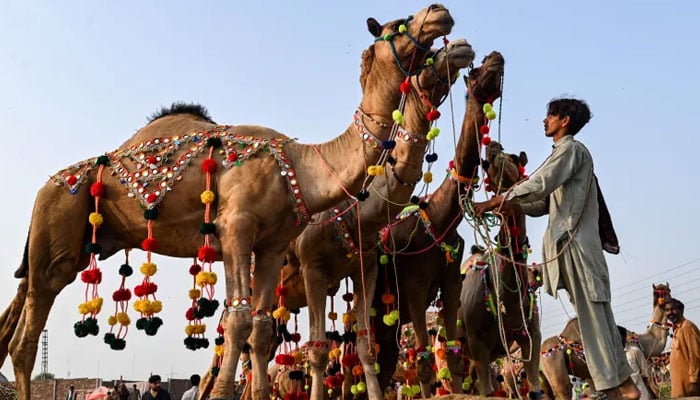 پراسرار بیماری سے کئی اونٹ اب تک مرچکے ہیں جس سے غلہ بانوں کو کروڑوں روپے کا نقصان کا سامنا ہے— فوٹو:فائل