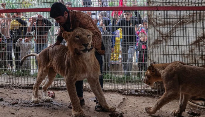 غذائی قلت کا شکار فلسطینی اپنے ساتھ ساتھ ان جانوروں کی دیکھ بھال کرنے کی کوشش کررہے ہیں/ فوٹو اے ایف پی