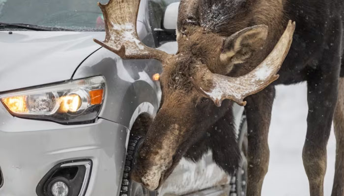 ڈرائیورز کو اس حوالے سے ہر موسم سرما میں خبردار کیا جاتا ہے کیوں کہ جانوروں کو ہائی وے پر آنے سے نہیں روکا جاسکتا: پارکس کینیڈا/ فوٹو پارکس کینیڈا