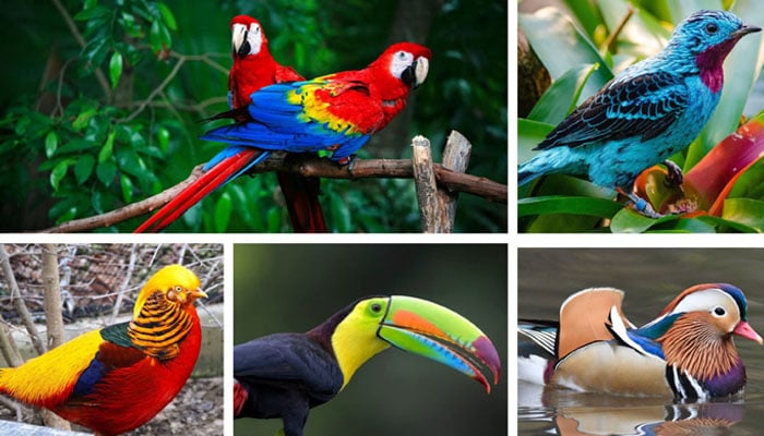 پرندے خوبصورتی کی علیٰ مثال ہیں، رنگ برنگے، نازک چال چلنے والے اور خوبصورت لمبی دم اور پروں والے پرندے ہر آنکھ کو بھا جاتے ہیں/ فائل فوٹو