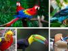 تصاویر: دنیا کے 10 خوبصورت پرندے کون سے ہیں؟