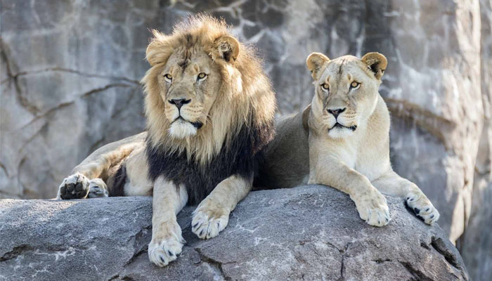 ہائی کورٹ نے چڑیا گھر میں موجود ’اکبر‘ نامی شیر اور ’سیتا‘ نامی شیرنی کے نام تبدیل کرنے کا حکم دیا: رپورٹ—فوٹو: فائل