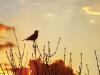 آخر پرندے صبح سویرے چہچہاتے کیوں ہیں؟