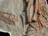 ایک شخص نے چہل قدمی کے دوران 7 کروڑ سال قدیم ڈائنا سور کا ڈھانچہ دریافت کرلیا