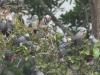 یورپی ممالک میں پرندوں سے پھیلنے والی بیماری پیرٹ فیور کے کیسز میں اضافہ