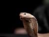 ہر قسم کے سانپوں کے زہر سے مقابلہ کرنے والا تریاق جلد دستیاب ہونے کا امکان