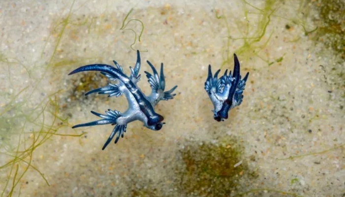 یہ خوبصورت سمندری جاندار بہت خطرناک ثابت ہو سکتا ہے / فوٹو بشکریہ این بی سی نیوز