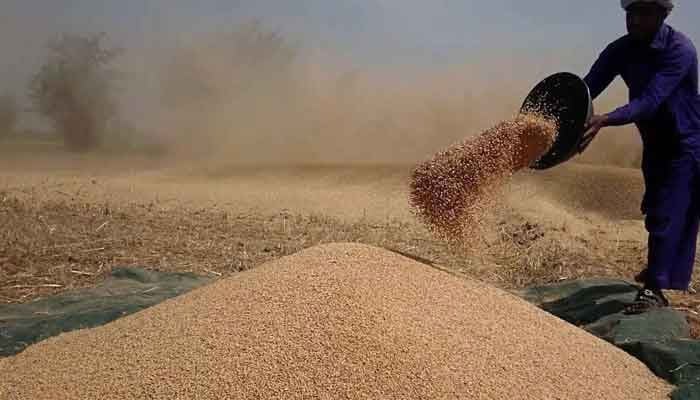 حکومت سندھ نے اس سال گندم کی سرکاری قیمت 4ہزار روپے فی من مقرر کی ہے— فوٹو:فائل