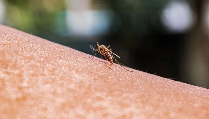 مچھر ہر سال لاکھوں اموات کا باعث بنتے ہیں / فائل فوٹو