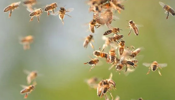 مکھیوں کے حملے میں خواتین و بچوں سمیت 10 افراد زخمی ہوئے— فوٹو: فائل