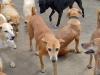 کراچی میں آوارہ کتوں کی شکایت کی ہیلپ لائن بحال، ایپ بھی تیار