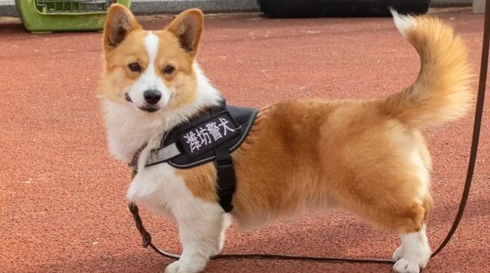ایک کتا چینی سوشل میڈیا کا مقبول ترین پولیس اہلکار بن گیا