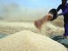 سندھ، بلوچستان اور پاسکو کیلئے 24 لاکھ ٹن گندم خریدی جائے گی، ای سی سی نے منظوری دے دی