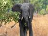 زمبیا: سیاحوں کو لے جانے والی گاڑی پر ہاتھی کے حملے میں خاتون سیاح ہلاک