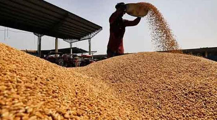 2017 سے 2022 تک سرکاری اداروں نے مہنگی گندم درآمدکی: آڈیٹر جنرل رپورٹ میں انکشاف
