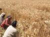 پنجاب میں گندم کی کٹائی، کسانوں کو سرکاری باردانہ نہ ملا