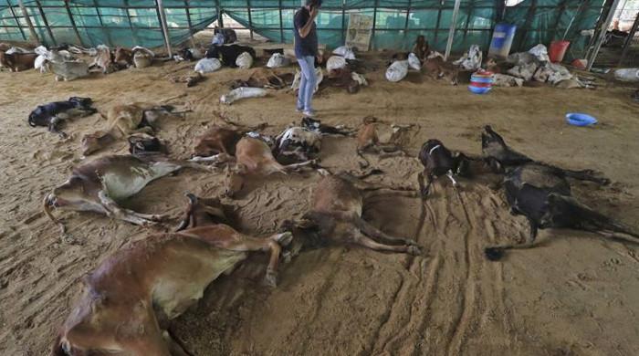 خیرپور میں کرنٹ لگنے سے 15 مویشی ہلاک