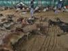 خیرپور میں کرنٹ لگنے سے 15 مویشی ہلاک