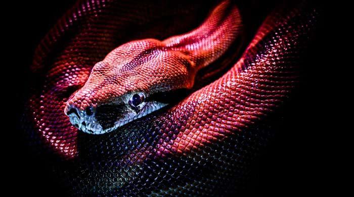 4 کروڑ 70 لاکھ سال پرانے دنیا کے سب سے بڑے سانپ کی باقیات دریافت