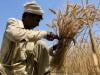 پنجاب:گندم کی سرکاری ریٹ سے بھی کم قیمت میں فروخت پرکسان پریشان