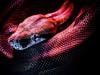 4 کروڑ 70 لاکھ سال پرانے دنیا کے سب سے بڑے سانپ کی باقیات دریافت
