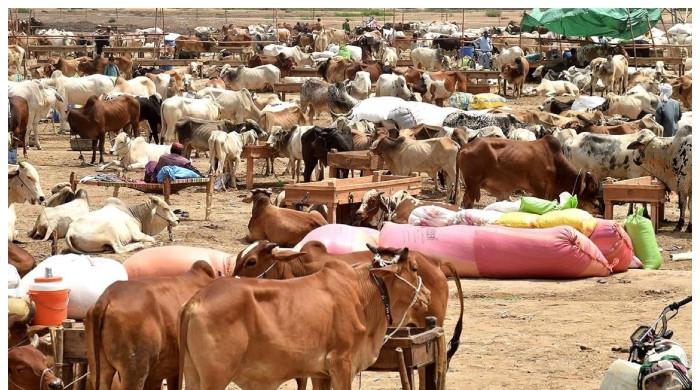 عید الاضحیٰ 2024: کراچی میں مویشی منڈی کہاں لگے گی؟ جگہ اور تاریخ سامنے آگئی