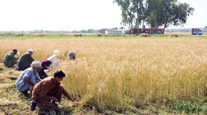 پنجاب میں گندم کی سرکاری خریداری کم ہونے پر کسان پریشان، فی من قیمت 3000 تک گرگئی