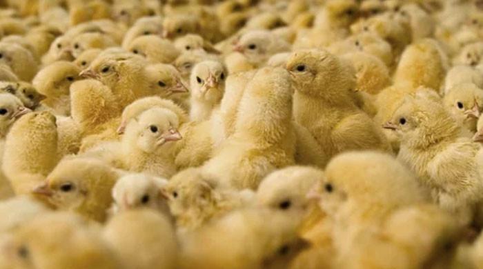 مرغی کے گوشت کی قیمت میں کمی کیلئے چوزے کی برآمد پر پابندی لگانے کا فیصلہ