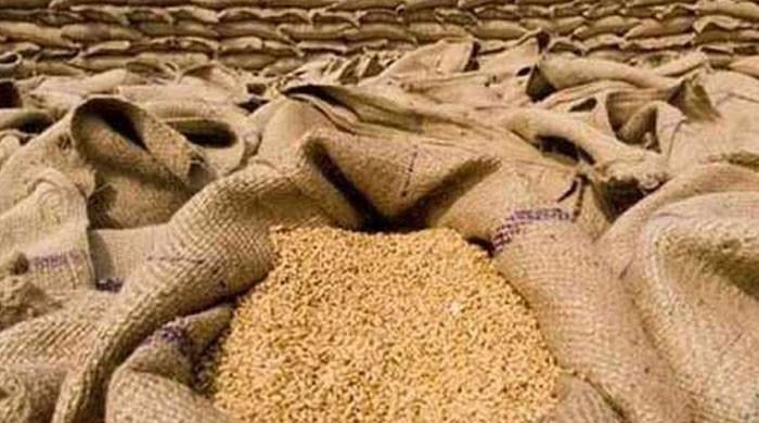 گندم خریداری پر پالیسی دی اور نہ ہی خریدی: محکمہ خوراک پنجاب
